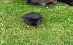Mini Lion Lop rabbits for sale: 5 x baby x lops  - Image 7