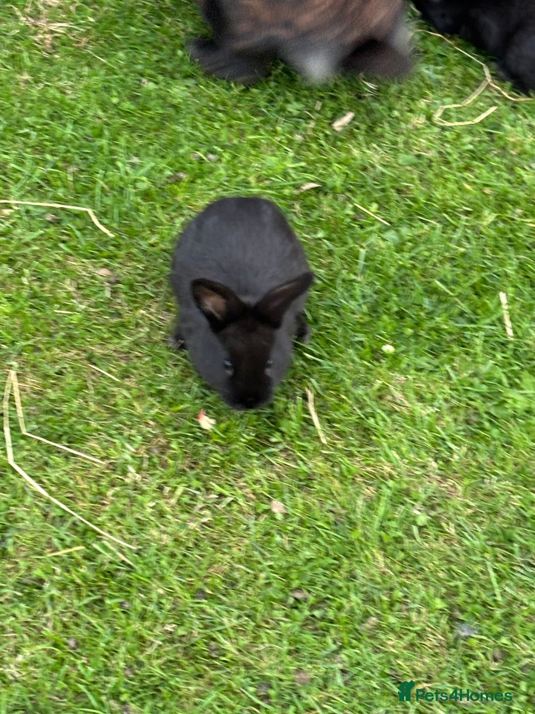 Mini Lion Lop rabbits for sale: 5 x baby x lops  - Image 7