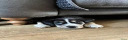 Mixed Breed dogs for sale: Cocker Spaniel x Siberian Husky Puppies - Advert 10