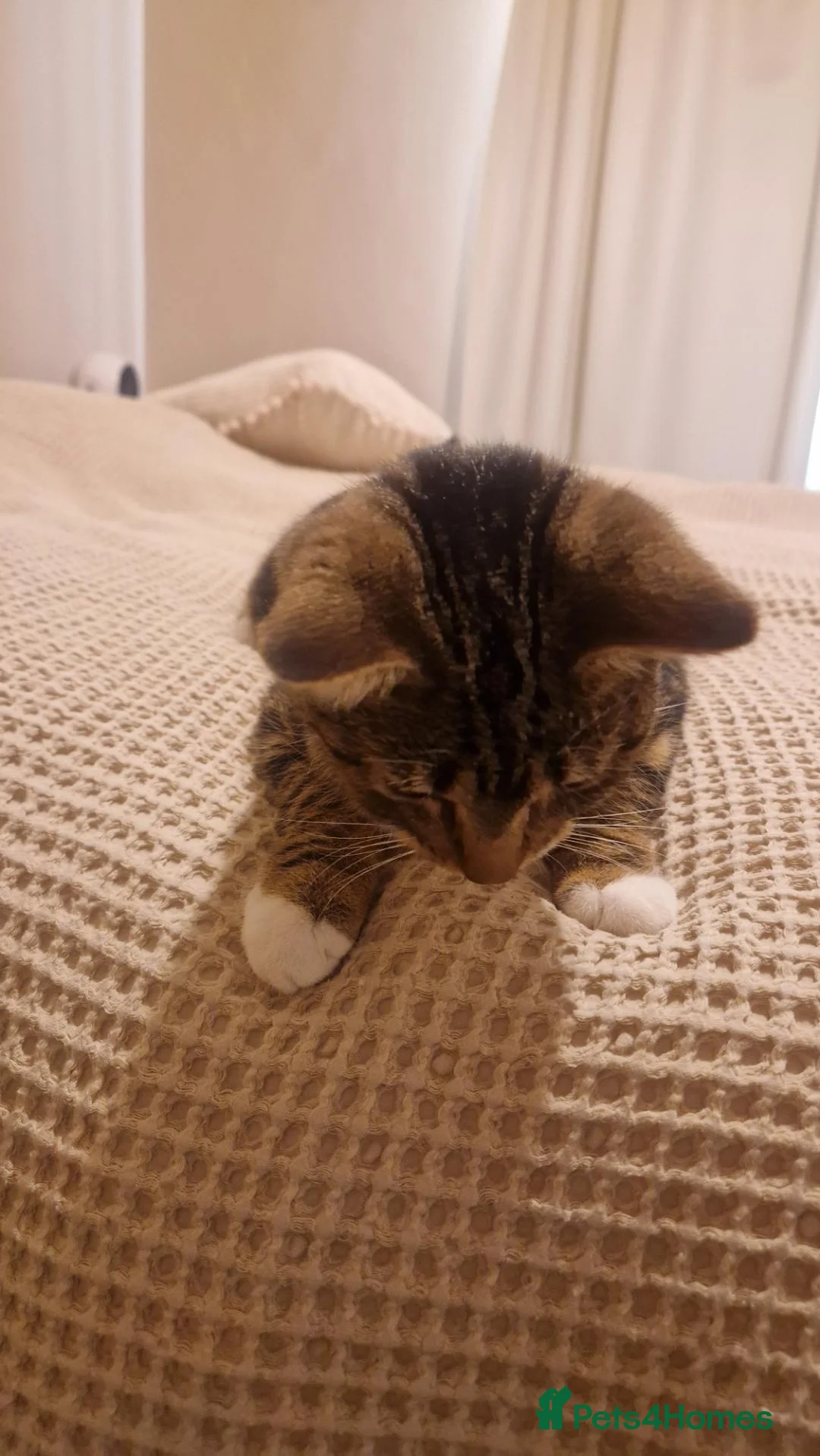 Mixed Breed cats for sale: Luna - 6 months old kitten  - Advert 6