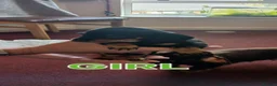 Dachshund dogs for sale: Dachshunds  - Advert 5