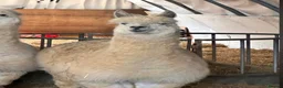 Alpaca livestock for sale: 2 male alpacas looking for a new home  in Dover - Advert 1