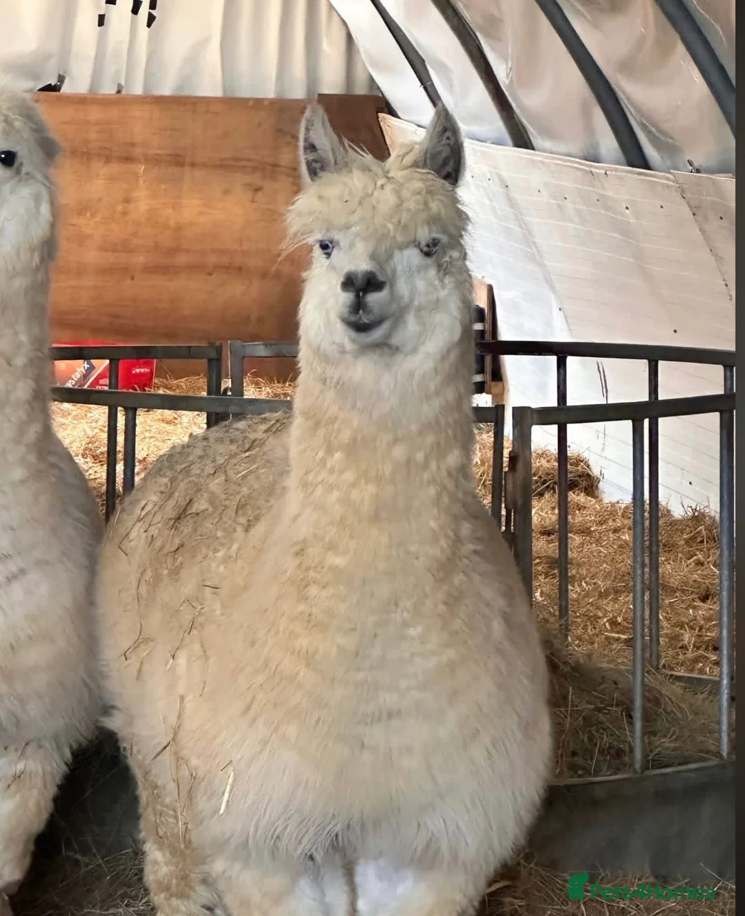 Alpaca livestock for sale: 2 male alpacas looking for a new home  in Dover - Advert 1