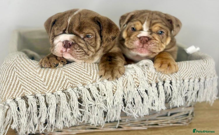 English Bulldog dogs - Advert 3