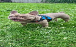 French Bulldog dogs for stud: Rare New Shade Isabella French Bulldog - STUD - Image 5