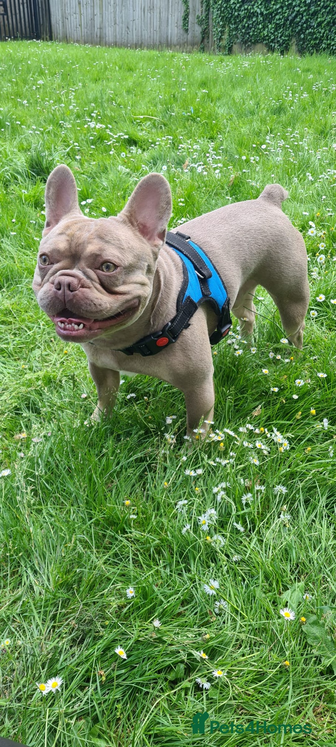 French Bulldog dogs for stud: Rare New Shade Isabella French Bulldog - STUD - Image 5