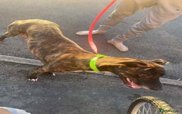 Mixed Breed dogs for sale: Bull grey whippet - Image 8
