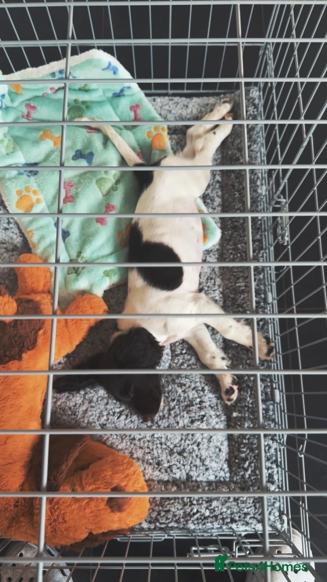 English Springer Spaniel dogs for sale: One Male Puppy Available  - Advert 2