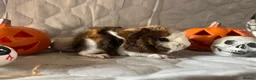 Guinea Pig rodents for sale: Skinny pigs sows & funky boys  - Advert 12