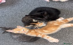 Mixed Breed cats for sale: 2 male 2 female kittens  - Image 8