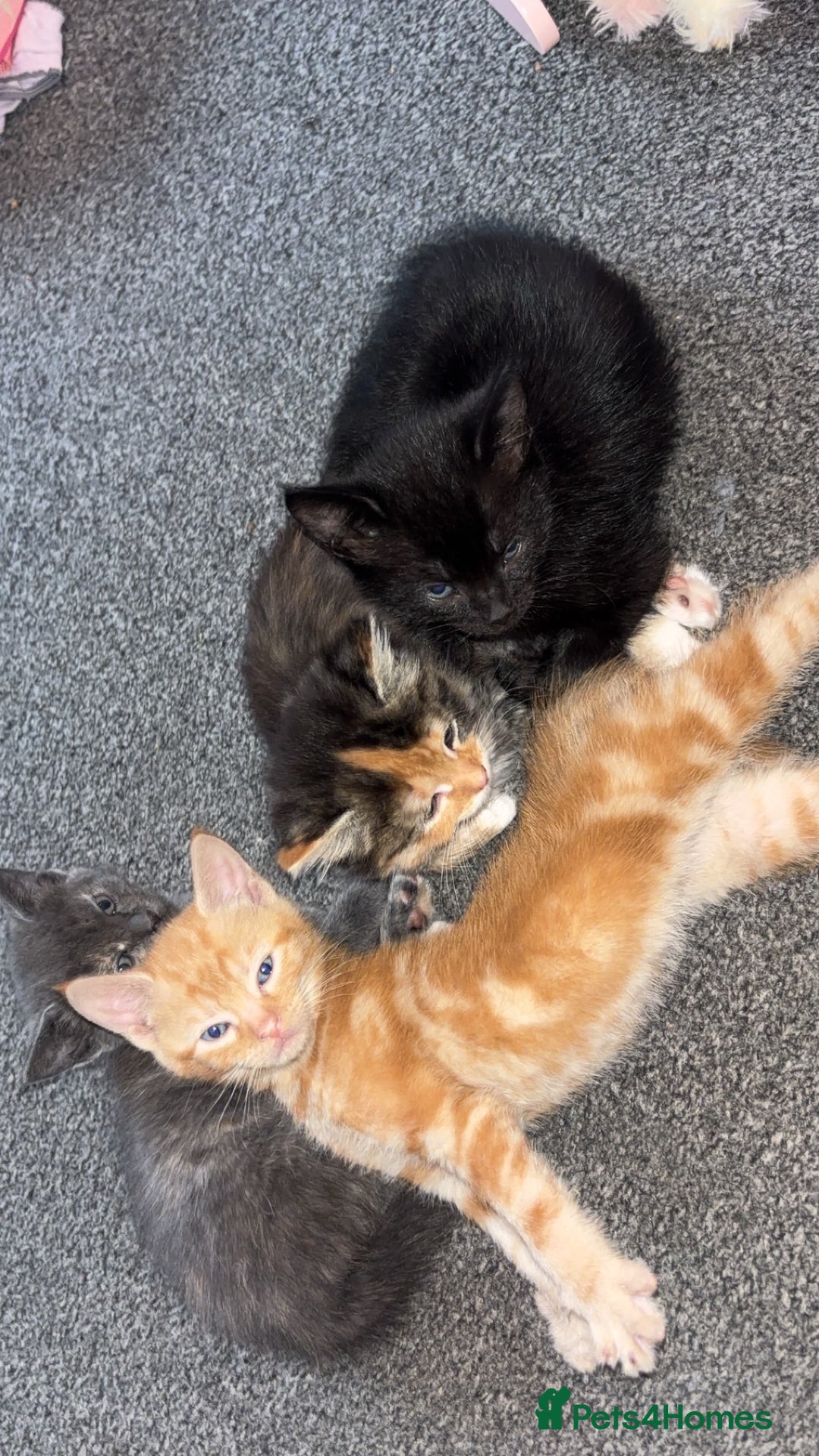 Mixed Breed cats for sale: 2 male 2 female kittens  - Image 8
