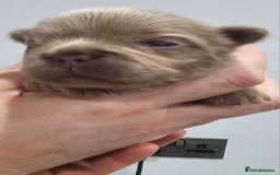 French Bulldog dogs for sale: French Bulldog Visual fluffies - Advert 24