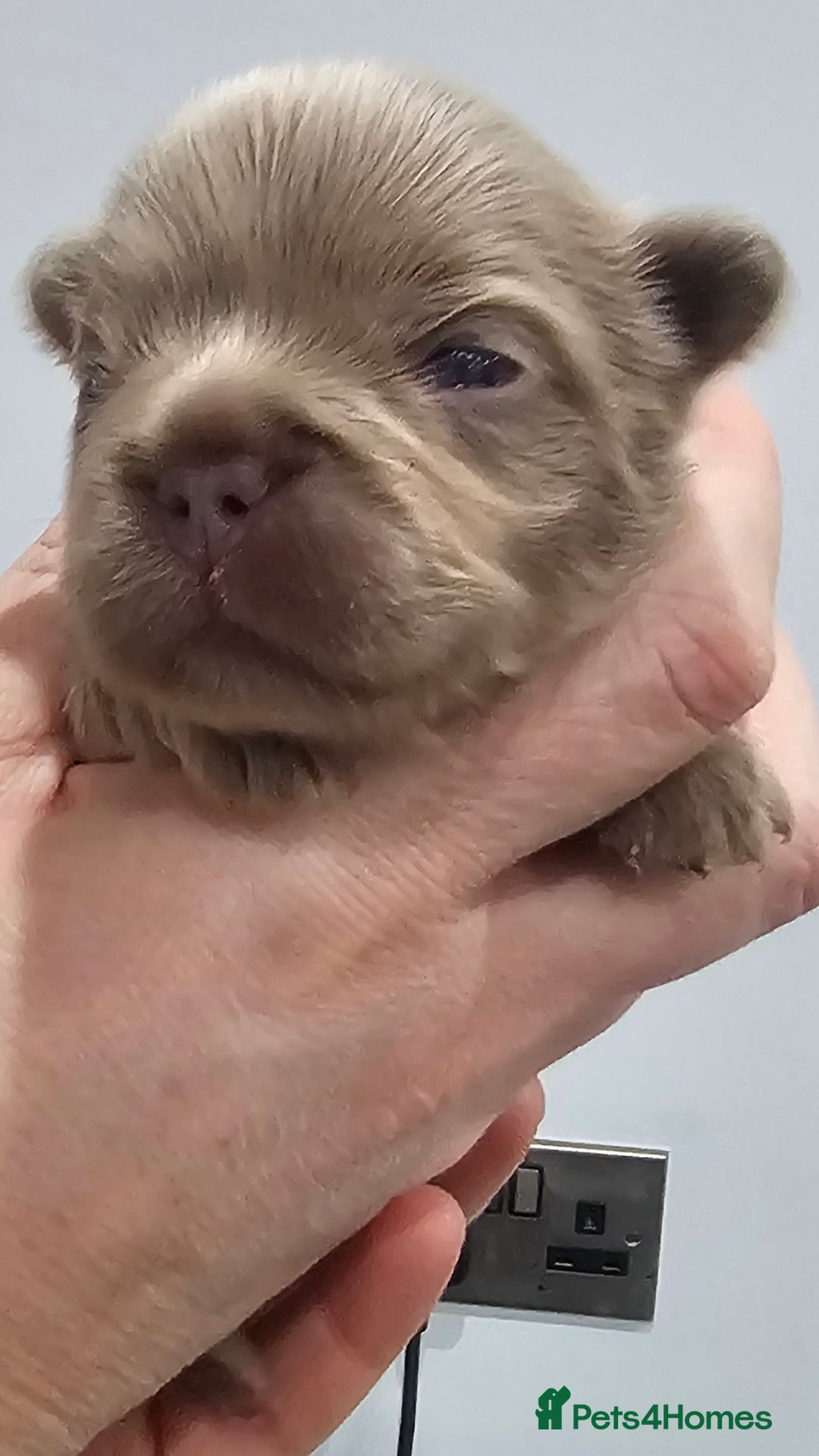 French Bulldog dogs for sale: French Bulldog Visual fluffies - Advert 24