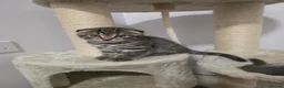 Mixed Breed cats for sale: Adorable kittens  - Advert 12