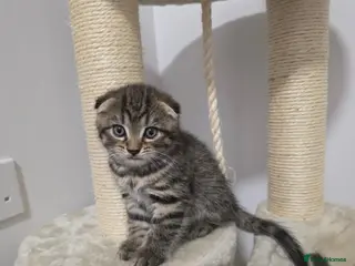 Mixed Breed cats Adorable kittens - Advert 5