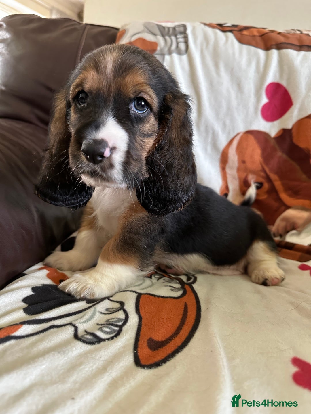 Basset Hound dogs for sale: Basset hound boys available - Image 11