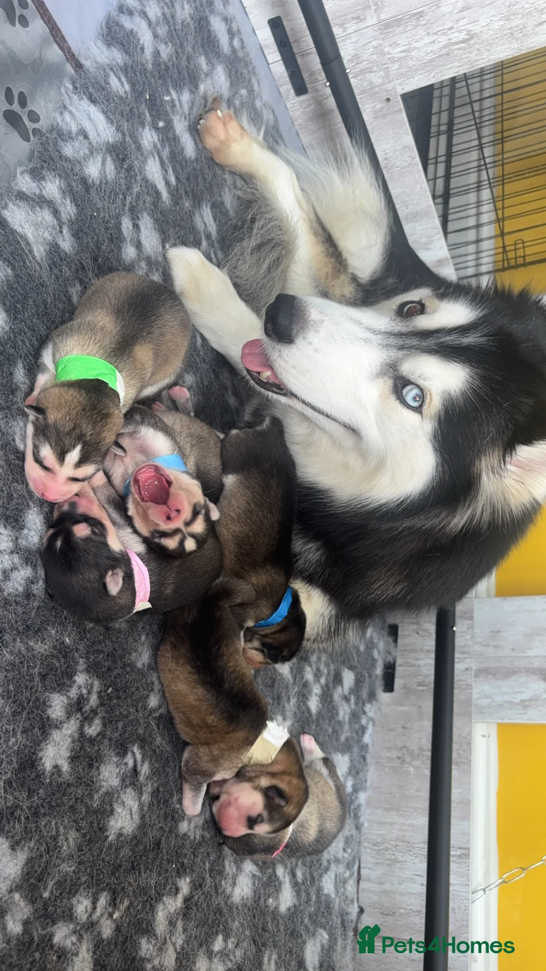 Utonagan dogs for sale: Husky x Malamute puppies - Advert 2