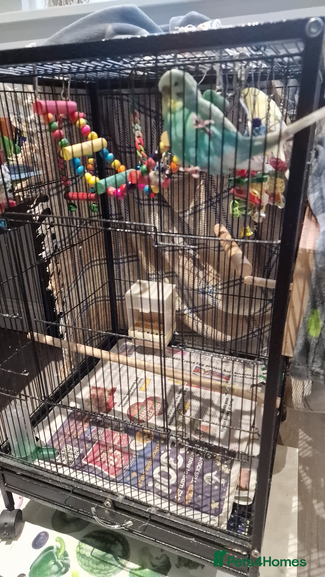 Budgerigars birds for sale: 2 Male Female Breeding Pair Budgies - Advert 5