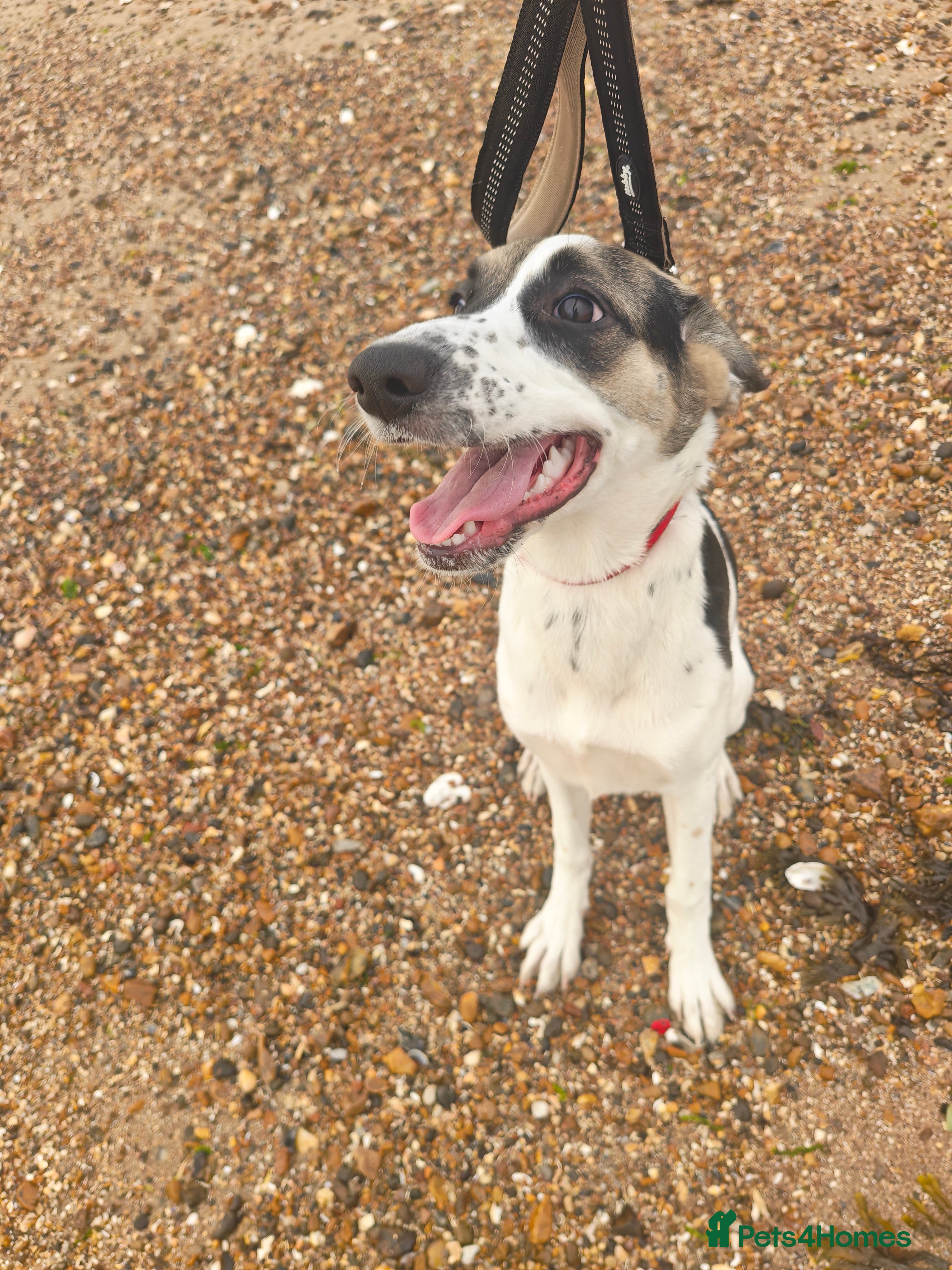 Mixed Breed dogs Mabel – German Shepherd × Border Collie - Advert 1