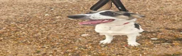 Mixed Breed dogs for sale: Mabel – German Shepherd × Border Collie in Colchester - Advert 1