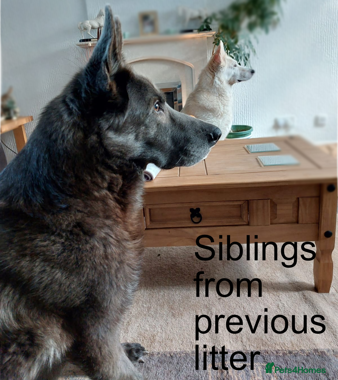 German Shepherd dogs for sale: Beautiful Chunky German Shepherd Puppies - Image 17