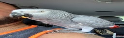 Parrots birds for sale: Our 2 loving African greys  - Advert 25
