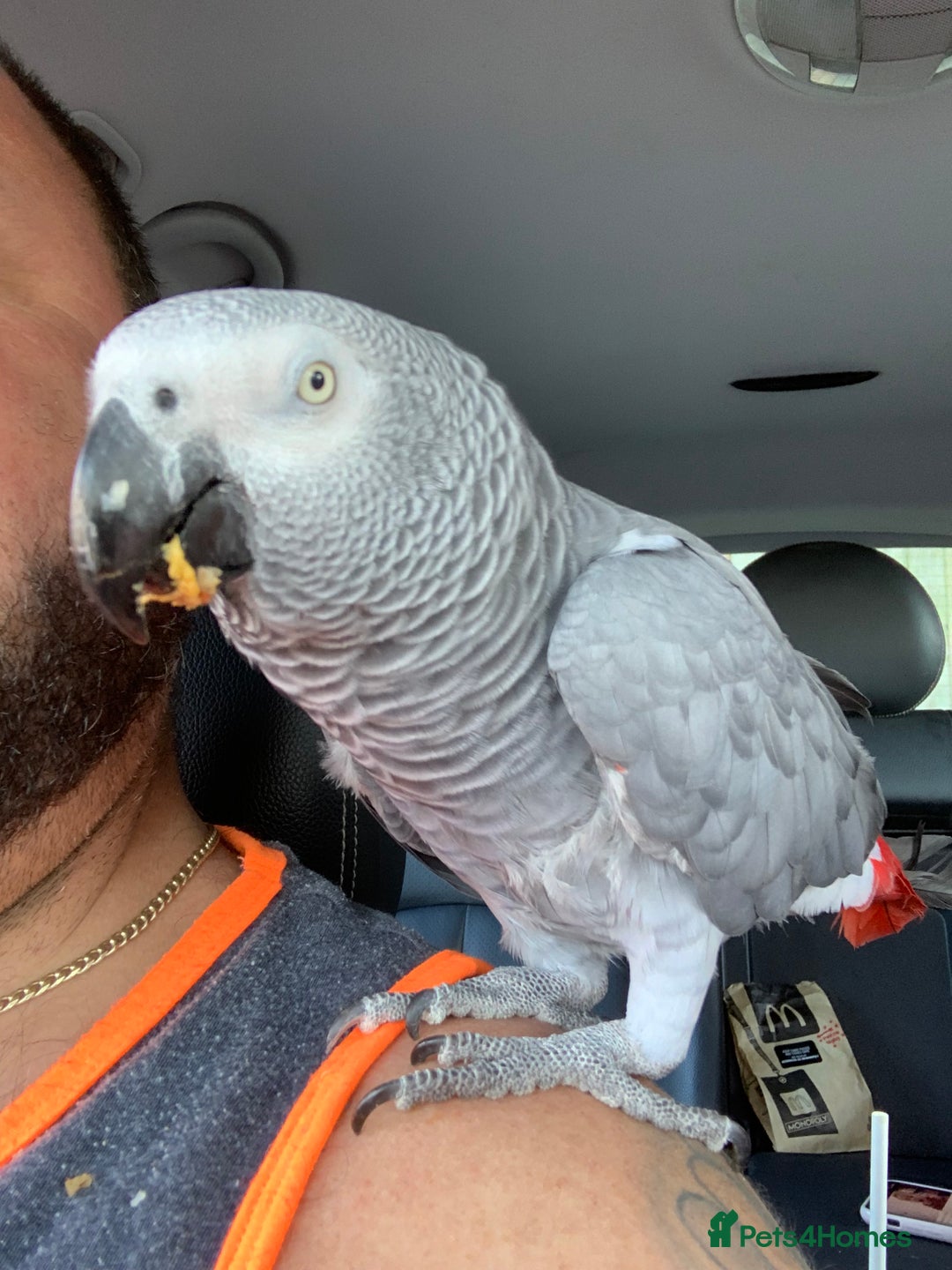 Parrots birds for sale: Our 2 loving African greys  - Advert 25