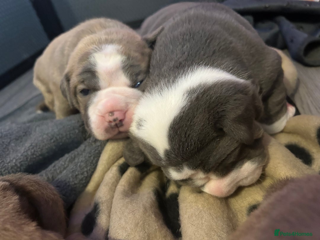 Olde English Bulldogge dogs for sale: Olde English bulldog pups - Advert 11