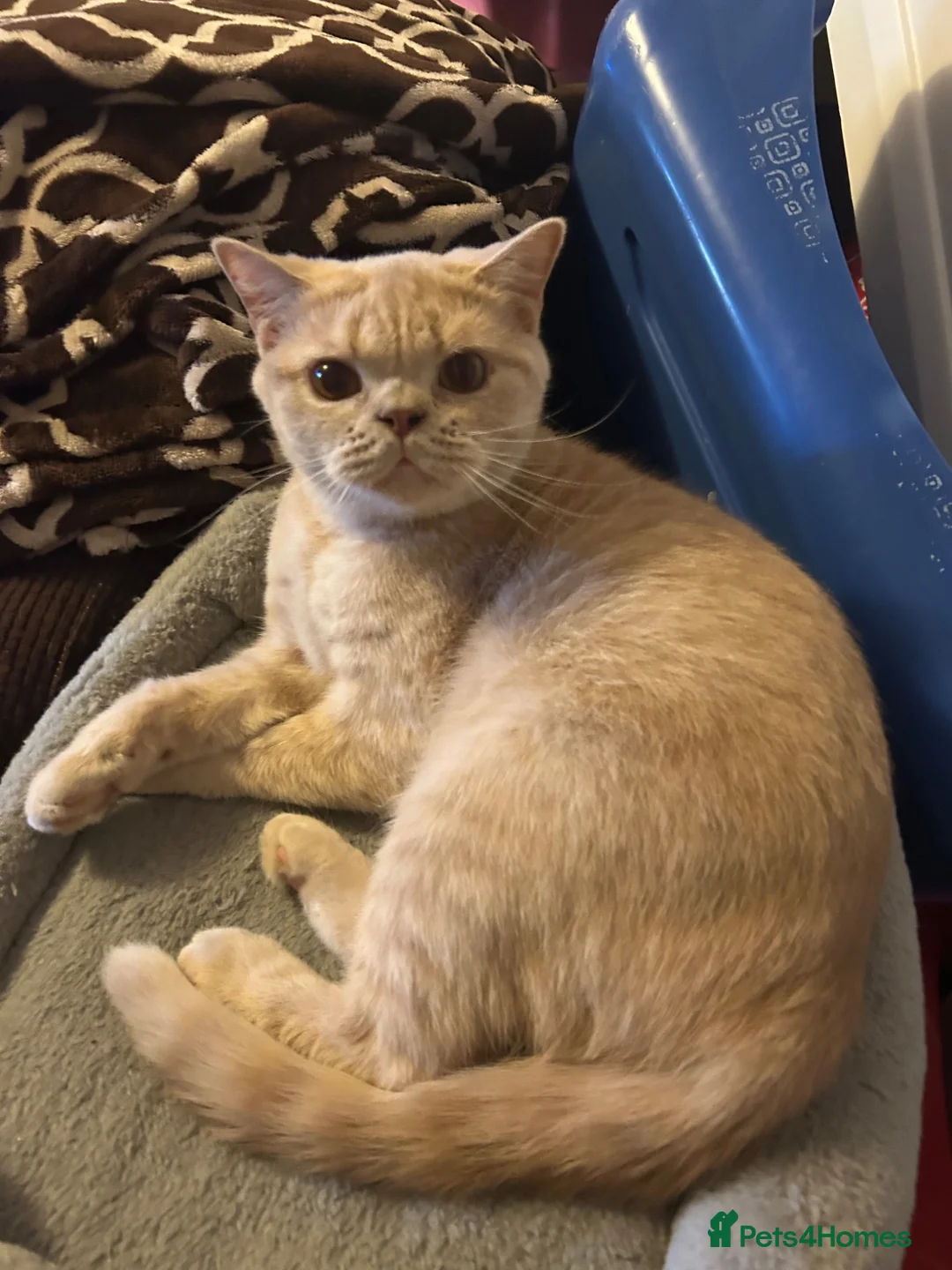 British Shorthair cats for sale: Mabel needs peace  - Advert 5