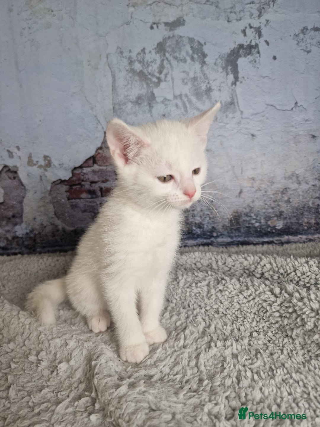 Mixed Breed cats for sale: Lovely kittens from a white odd-eyed mother. - Advert 5