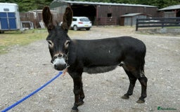 Other Breed horses for sale: Donkey Trio - Looking for a family  - Image 1
