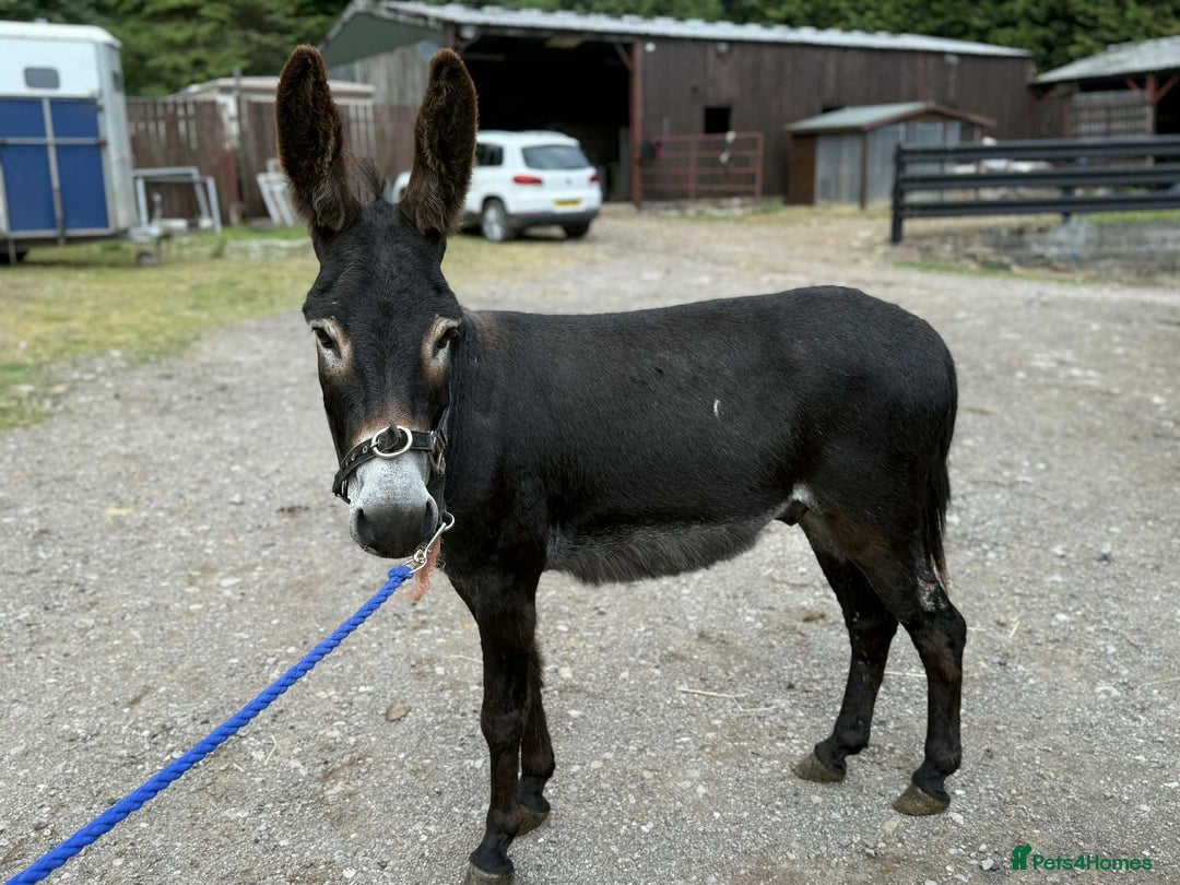 Other Breed horses for sale: Donkey Trio - Looking for a family  - Image 1