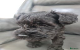 Miniature Schnauzer dogs for sale: Miniature Schnauzer Puppies KC Registered. 5M 2Fm - Image 21