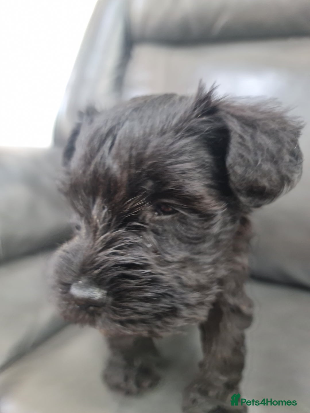 Miniature Schnauzer dogs for sale: Miniature Schnauzer Puppies KC Registered. 5M 2Fm - Image 21