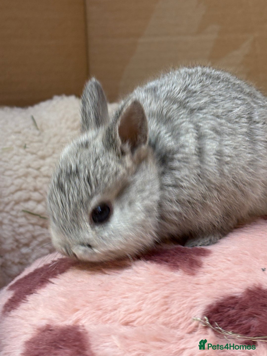 Netherland Dwarf rabbits for sale: Pure bred Netherland dwarf (vaccinated) - Advert 6