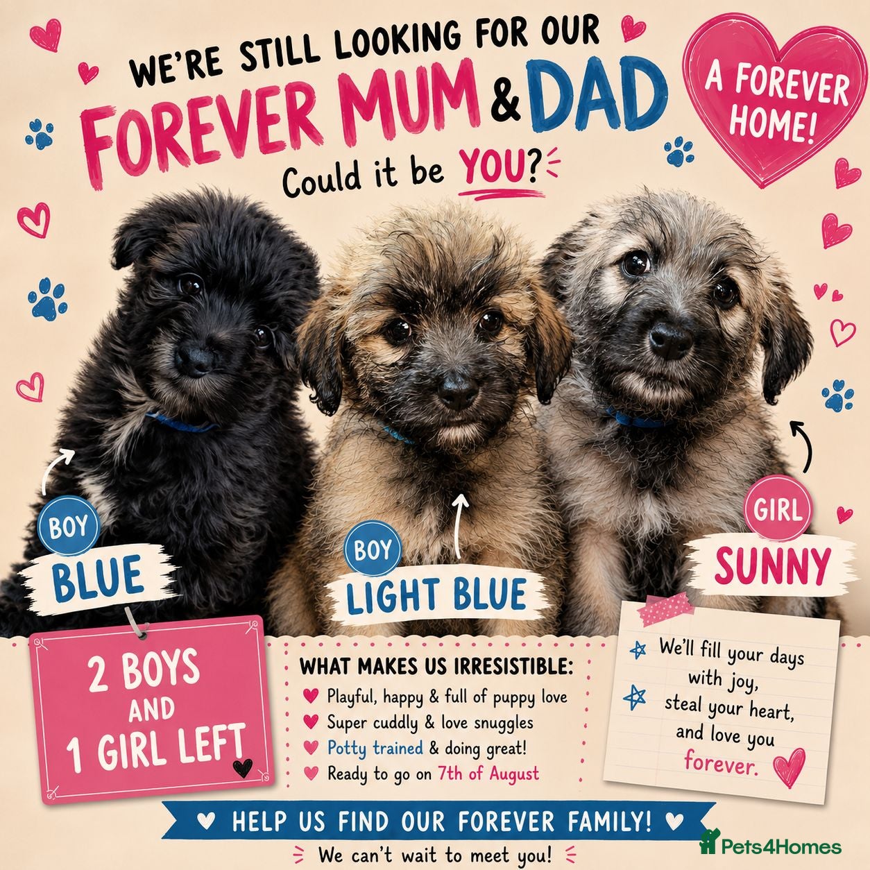 Mixed Breed dogs Three puppies available-LOVING HOMES ONLY - Advert 1