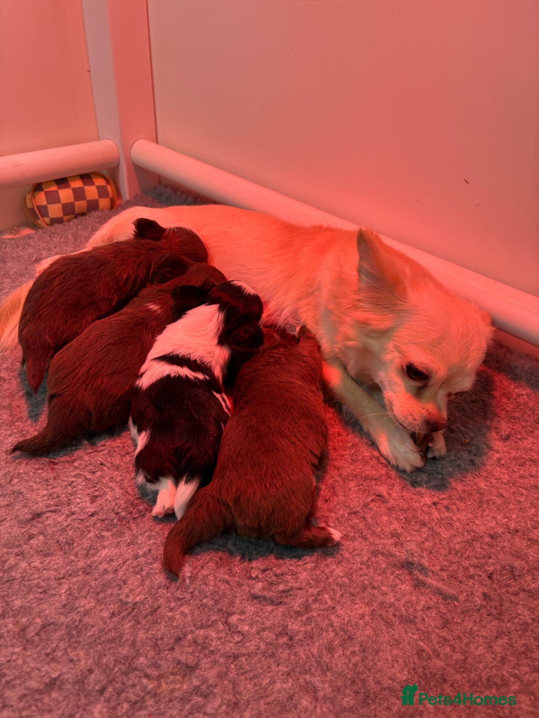 Chihuahua dogs for sale: Stunning tiny Chihuahua puppy’s male female  - Advert 1