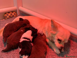 Chihuahua dogs Stunning tiny Chihuahua puppy’s male female - Advert 3