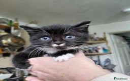Mixed Breed cats for sale: 4 sweet ghost tabby tuxedo kittens - Image 3