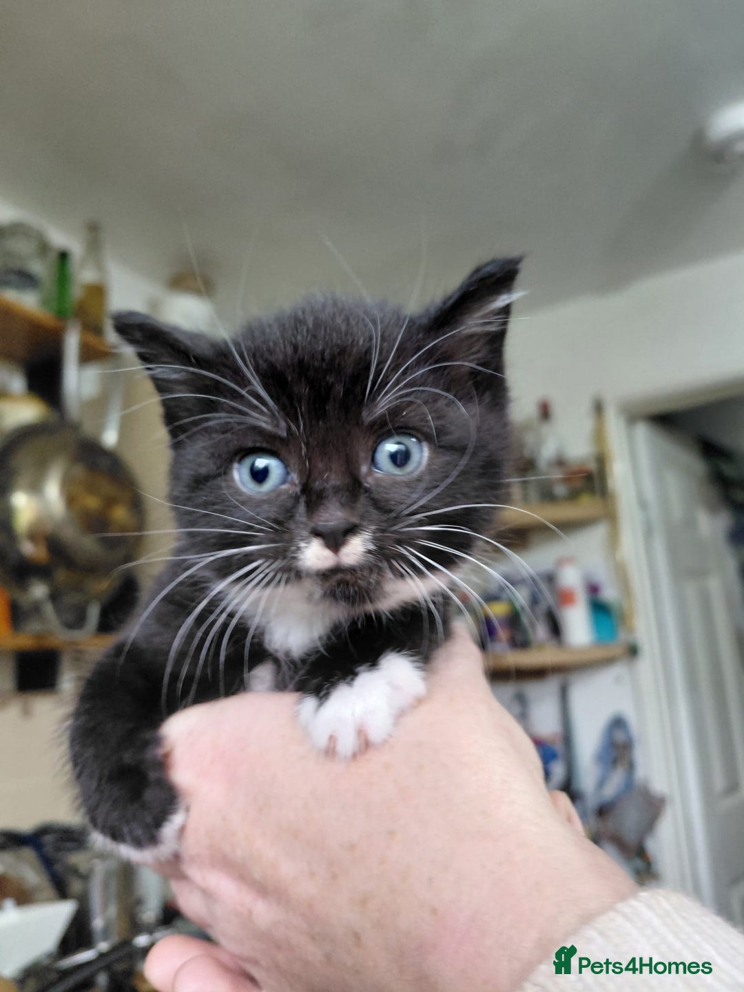 Mixed Breed cats for sale: 4 sweet ghost tabby tuxedo kittens - Image 3