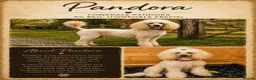 Goldendoodle dogs for sale: Beautiful Home-Raised F1 Goldendoodles Ready 23/7 - Advert 12