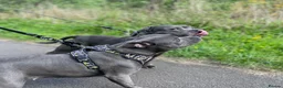 Staffordshire Bull Terrier dogs for sale: Beautiful Blue Staffordshire Bull Terrier Pup - Advert 20