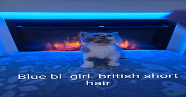 British Shorthair cats - Advert 2