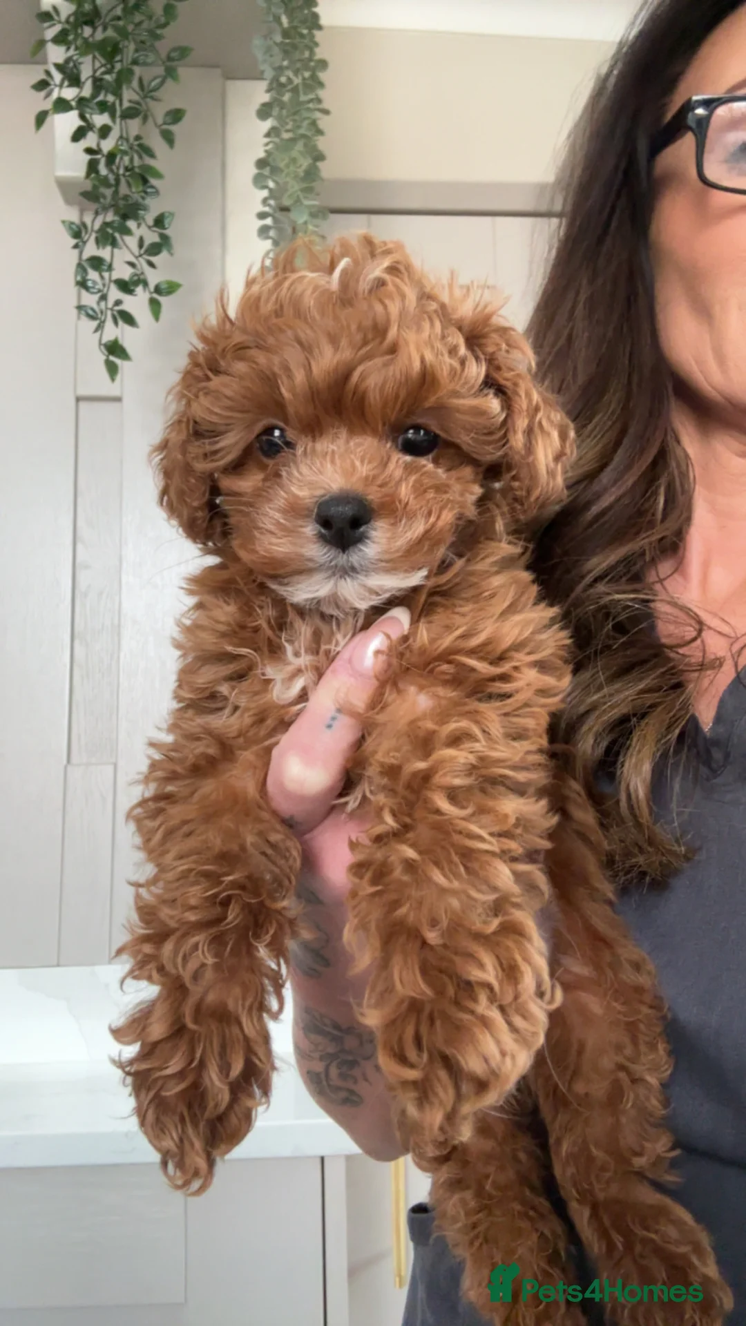 Cavapoo dogs for sale: 💙F1 FULLY HEALTH TESTED CAVAPOO💙Licensed Breeder - Advert 14