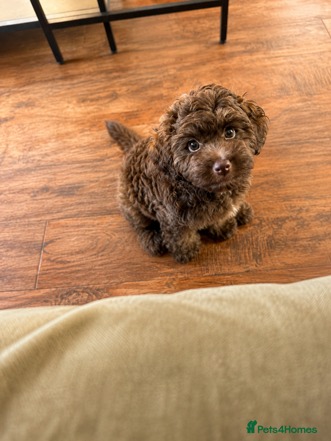 Mixed Breed dogs  Ready to go Cavapoo/Cockapoo pups £1450 OVNO  - Advert 1