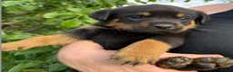 Rottweiler dogs for sale: 8 Rottweiler Pups (ONLY 2 LEFT) - Advert 22