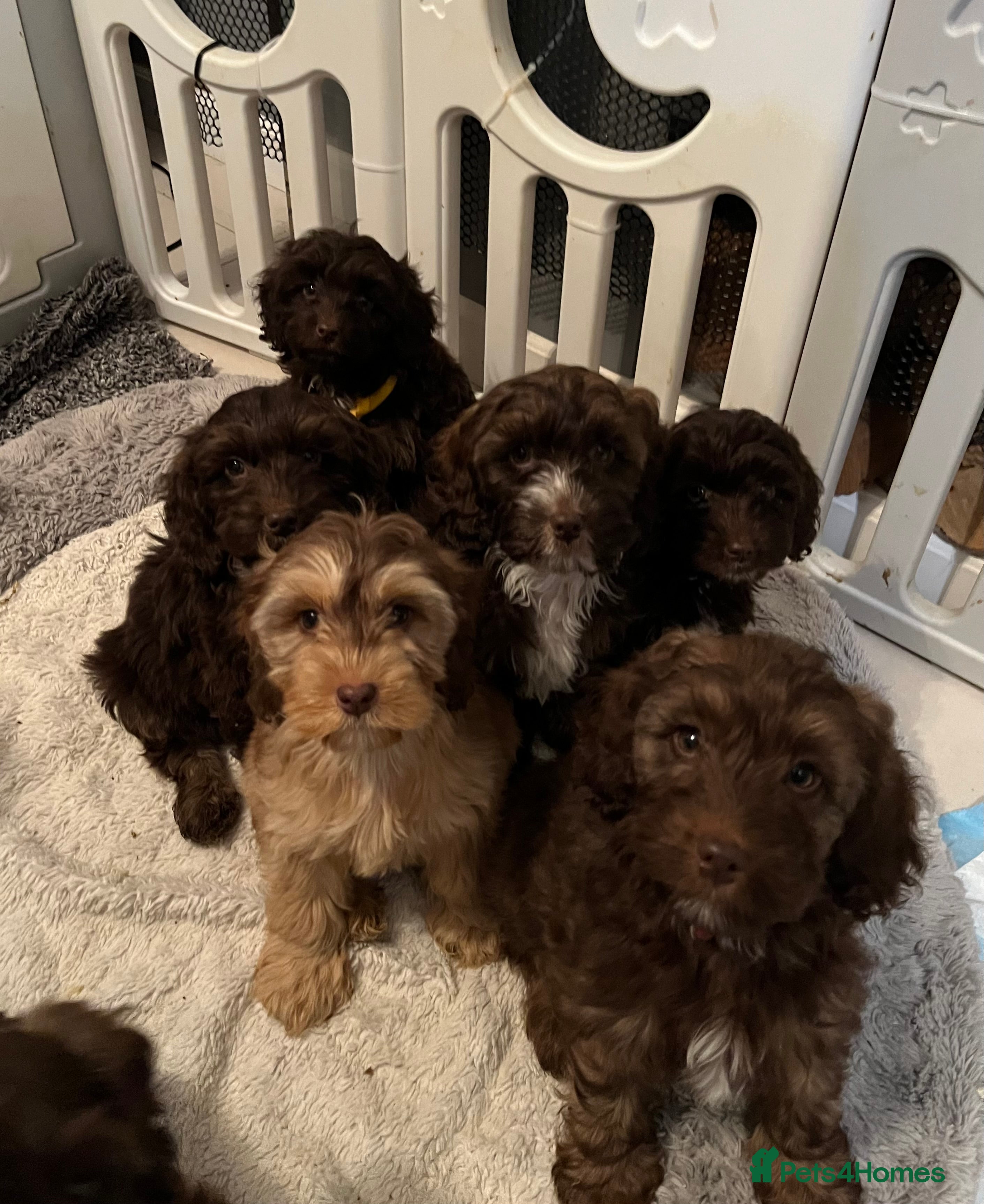 Cockapoo dogs 🩷🩷READY TO LEAVE🩷GORGEOUS🌟F1 Cockapoo pups  - Advert 1