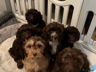 Cockapoo dogs 🩷🩷READY TO LEAVE🩷GORGEOUS🌟F1 Cockapoo pups - Advert 1