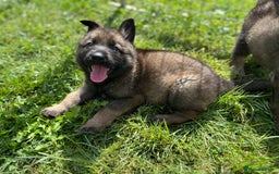 German Shepherd dogs for sale: German Shepherd Pups  - Image 20