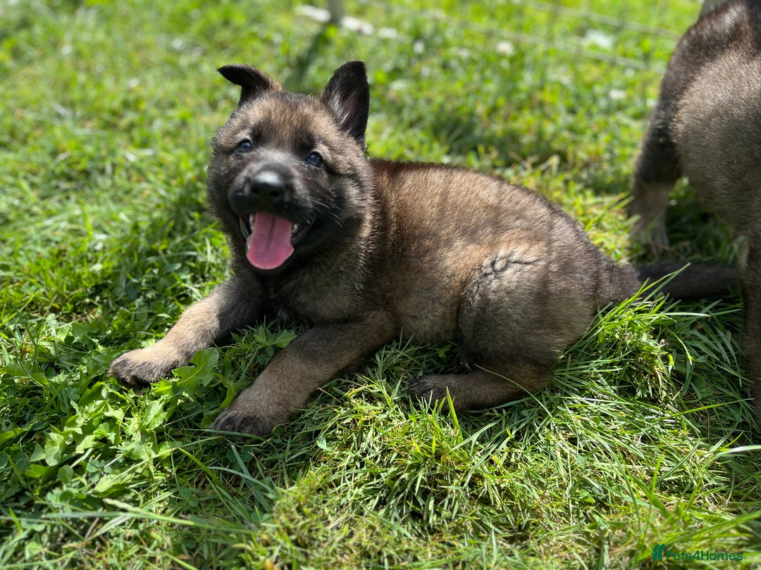 German Shepherd dogs for sale: German Shepherd Pups  - Image 20